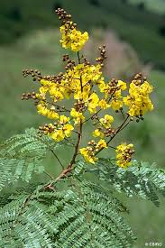 Image result for Limeum pterocarpum