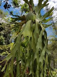 Image result for Platycerium