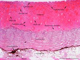 The alternative hypothesis is that merkel cells derive from the neural crest (98,100,101). Histological Section Showing Skin Morphology Of A Primitive Jawless Download Scientific Diagram