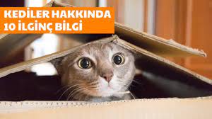 pin on yalova emlak