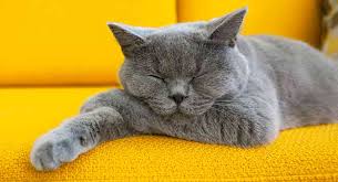 Also, there are hundreds of beautiful greek name ideas that can inspire you to name your cute kittens. Grey Cat Names 250 Great Names For Grey Kittens