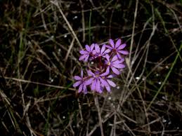 Image result for Polygala marensis
