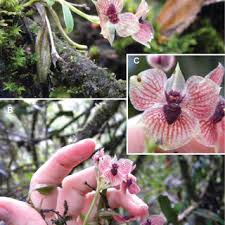 Image result for Disperis thomensis