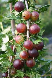 Diese website benutzt cookies, die für den technischen betrieb der website erforderlich sind und stets gesetzt werden. Stachelbeeren Pflanzen Lohnt Sich Wir Sagen Ihnen Auch Warum