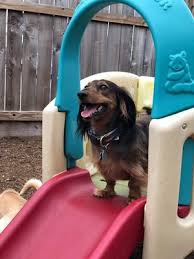 Hours may change under current circumstances Paws Pet Resort 3415 Couch St Houston Tx Boarding Kennels Mapquest