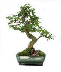 Chinese Ligustrum Bonsai Tree Classically Curvaceous Trunks Shiny Oval Leaves With Pointed Tips Rough Textured Bark An Mothers Day Plants Bonsai Tree Plants