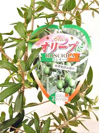 オリーブの木 品種の特徴 解説