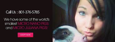 Teacup Pigs In Minnesota Teacup Piglets