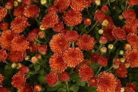 Mum Chrysanthemum X Morifolium Gigi Orange Lucas Greenhouses