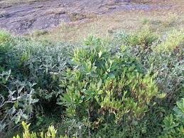 Image result for Euphorbia schimperiana