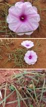 Image result for Ipomoea bolusiana