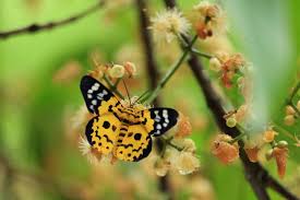 Image result for Dysphania procera