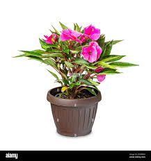 Image result for Impatiens keilii