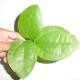 obat daun bungkus dari lifestyle.okezone.com