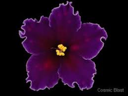 African and wild violet tattoo design is suitable for a modest person who quietly does his job and does not scream at every corner about achievements. My African Violet Makeover Growing With Plants