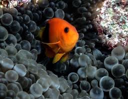 Clownfish And Host Anemone Matches