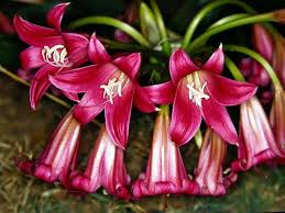 Image result for Crinum buphanoides