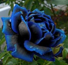 Choose from our handpicked collection of free, hd rose pictures and images. Searching For The Blue Flower The New City Witches Cocktail Coven