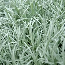 Image result for Helichrysum moorei