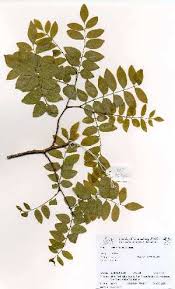 Image result for Dialium schlechteri