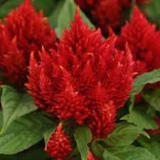 Celosia Arrabona Red Annual Flowers Flowers Flower Seeds