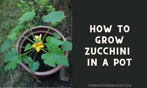 We did not find results for: How To Grow Zucchini In A Pot The Backyard Bloom