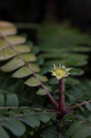 Image result for Biophytum helenae