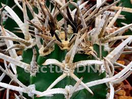 Image result for Biophytum crassipes