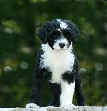 Black And White Fluffy Dog Breeds About The Portuguese Water Dog Portuguese Water Dog Puppy Portugese Water Dogs White Dog Breeds