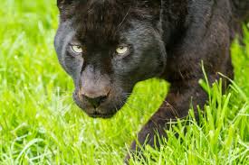 Check spelling or type a new query. Black Panther Cat Wallpaper Animals Wallpaper Better