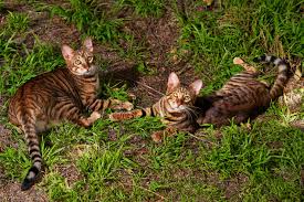 Top of page add new shelter or rescue group. You Thought Your Cat Was Fancy The New York Times