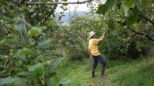Für alle ansprüche, aber auch für alle arten von gegebenheiten im garten und für jedes platzangebot. Sortenerhalter In Werden Prospecierara