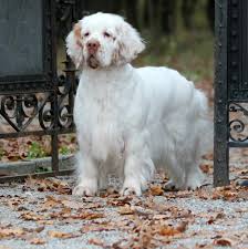 Maybe you would like to learn more about one of these? Home Kennel Clumbus