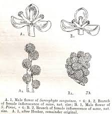 Image result for Sarcophyte