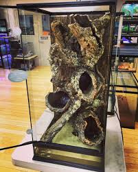 Zoo Med Skyscraper Terrarium With Beautifully Arranged Cork Rounds To Create This Awesome Setup Reptile Habitat Reptile Terrarium Reptile Room
