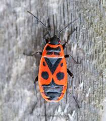 Sets in the java collection framework for this week's lab, you will use two of the classes in the java collection framework: Gardensafari Firebug Pyrrhocoris Apterus With Detailed Photographs