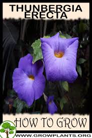 Image result for Thunbergia erecta
