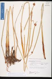 Image result for Schoenoplectus sp.no.3