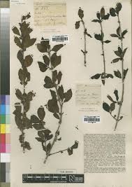 Image result for Canthium glaucum