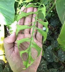 Monstera obliqua is a species of the genus monstera native to central and south america. Monstera Obliqua Monstera Adansonii Monstera Obliqua Monstera