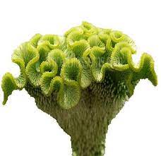 Green Celosia Cockscomb Flower Also Sometimes Called Brainflower Because Of Its Convoluted Texture Green Flowers Flowers Planting Flowers