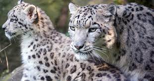 The perfect respite from civilisation. Snow Leopard Spotted In North Sikkim For First Time