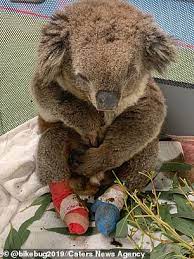 Koalas (or australian bears) could win the competition among the cutest animals of the world. Operation Koala Kasualty Makeshift Hospital Is Set Up To Treat Koalas Caught Up In Bushfires Daily Mail Online