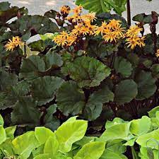 Ligularia (leopard plant) is a genus of old world herbaceous perennial plants in the groundsel tribe within the sunflower family. Ligularia A Must Have In The Shade Horticulture