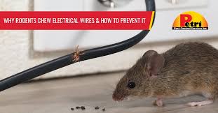 You may be one of many tenants or have you will always face rodent pressure. Why Rodents Chew Electrical Wires How To Prevent It Petri Pest Control