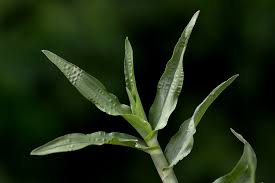 Image result for Chrysopogon