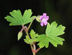 Image result for Geranium mlanjense