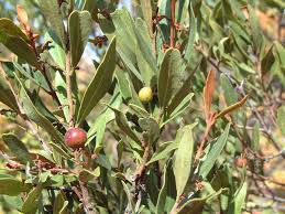 Image result for Euclea undulata