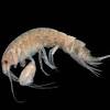Посмотрите твиты по теме «#euarthropoda» в твиттере. Https Encrypted Tbn0 Gstatic Com Images Q Tbn And9gcqaty7cc2hyv X2lcsrpf9qotgcpjwqs8citgwgfqqrjooibelm Usqp Cau