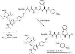 Example Of A Protein Polymer Macromolecules Protein Polymer
